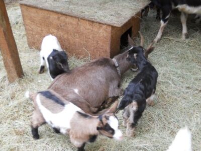 Kidding-Season Tragedy Image